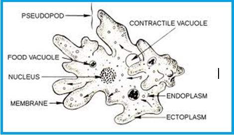 Ameoba labeled daigram